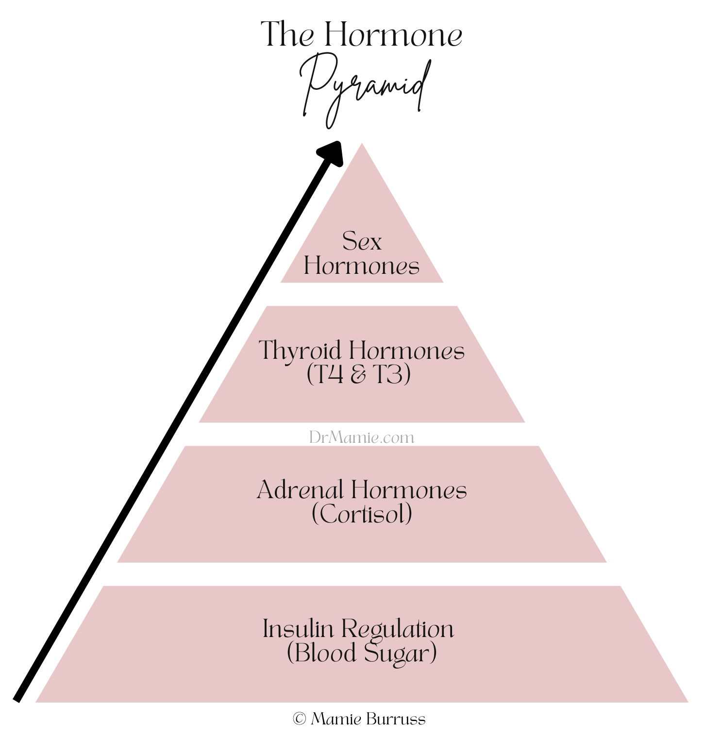 hormone pyramid